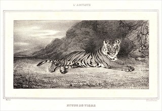 Antoine-Louis Barye (French, 1796 - 1875). Ãâtude de Tigre, 1832. Lithograph. First of three states