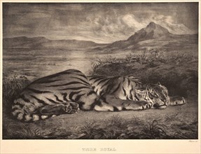 EugÃ¨ne Delacroix (French, 1798 - 1863). Tigre Royal, 1829. Lithograph. Undescribed state, without