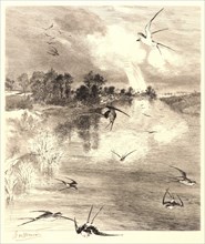 Félix Bracquemond (French, 1833 - 1914). The Swallows (Les Hirondelles).