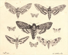 Mlle. A. B. (French, active 19th century). Nine Moths, 19th century. Lithograph.