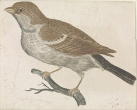 Sparrow on a branch to the left, Johan Teyler, Anonymous, 1688 - 1698