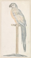 Parrot on stick, Anonymous, Johan Teyler, 1688 - 1698