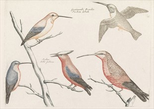 Five different species of hummingbirds, Anonymous, Johan Teyler, 1688 - 1698