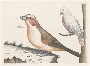 In the foreground a crossbill, right on a branch a white bird with curved beak, print maker: