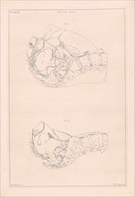 Anatomy of the pelvis, with numbers, Jacob van der Schley, 1762