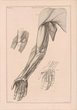 Anatomy of the arm, hand and shoulder with numbers, Jacob van der Schley, 1762