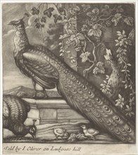 Peacocks, Jan Griffier (I), John Oliver, 1667 - 1718