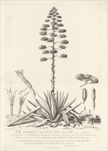 Botanical drawing of blooming agave plant, Agavoideae, Abraham Delfos, Jacobus Luberti Augustini,