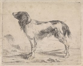 Standing dog, Jacob Toorenvliet, 1650 - 1719