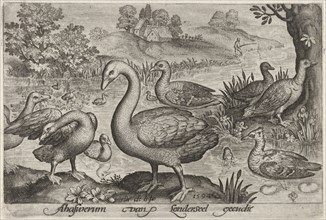 Swan and geese and ducks near to water, Nicolaes de Bruyn, 1594