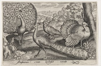 Two Peacocks and turkey, Germany, Nicolaes de Bruyn, 1594