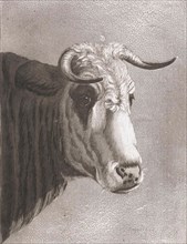 Cows head, Diederik Jan Singendonck, 1813