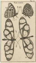 Butterflies XXII, Jan Luyken, Jan Claesz ten Hoorn, 1680