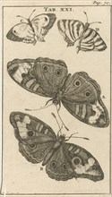 Butterflies XXI, Jan Luyken, Jan Claesz ten Hoorn, 1680