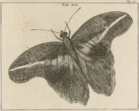 Surinamese giant butterfly XIX, Jan Luyken, Jan Claesz ten Hoorn, 1680