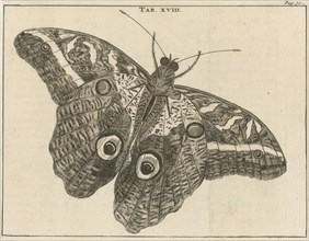 Surinamese giant butterfly XVIII, Jan Luyken, Jan Claesz ten Hoorn, 1680