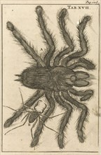 Spiders XVII, Jan Luyken, Jan Claesz ten Hoorn, 1680