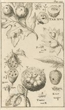 Nutgall fly, XVI Jan Luyken, Jan Claesz ten Hoorn, 1680