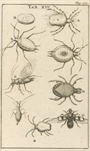 bugs XIV Jan Luyken, Jan Claesz ten Hoorn, 1680