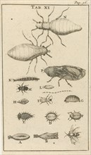 Small insects XI, Jan Luyken, Jan Claesz ten Hoorn, 1680