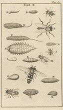 Bees and wasps X, Jan Luyken, Jan Claesz ten Hoorn, 1680