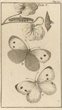 Caterpillars, dolls and butterflies V, Jan Luyken, Jan Claesz ten Hoorn, 1680