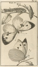 Caterpillars, dolls and butterflies IV, Jan Luyken, Jan Claesz ten Hoorn, 1680