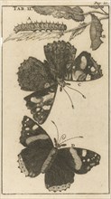 Caterpillars, dolls and butterflies, Jan Luyken, Jan Claesz ten Hoorn, 1680
