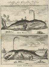 Whale, Jan Luyken, 1684
