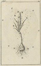 The growth of a crocus, print maker: Jan Luyken, Jan Claesz ten Hoorn, Dating 1684
