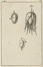 Three images of the development of a hazelnut, Jan Luyken, Jan Claesz ten Hoorn, 1684