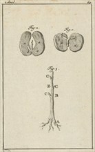 Three representations of the germination of seed, Jan Luyken, Jan Claesz ten Hoorn, 1684