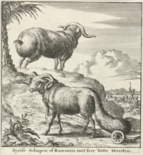 Syrian sheep or ram, Jan Luyken, Willem Goeree, 1683