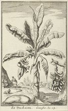 Tree with mandrakes, Jan Luyken, Willem Goeree, 1683