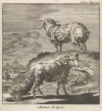 Syrian sheep or ram, Jan Luyken, Pieter Mortier, 1705