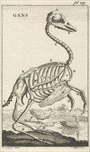 Skeleton of a goose, Jan Luyken, Jan Claesz ten Hoorn, 1680