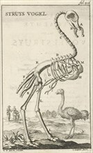 Skeleton of an ostrich, Jan Luyken, Jan Claesz ten Hoorn, 1680