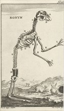 Skeleton of a rabbit, Jan Luyken, Jan Claesz ten Hoorn, 1680
