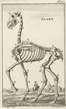 Skeleton of a horse, Jan Luyken, Jan Claesz ten Hoorn, 1680