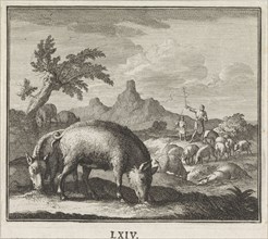 pig, Caspar Luyken, Christoph Weigel, 1695 - 1705