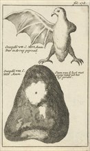 Anatomical image XXIII, Jan Luyken, Jan Claesz ten Hoorn, 1680 - 1688