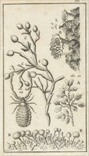 Anatomical image XVI, Jan Luyken, Jan Claesz ten Hoorn, 1680 - 1688