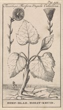 Coltsfoot, Caspar Luyken, Jan Claesz ten Hoorn, 1698