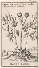 Rosa canina, dog-rose, climbing wild rose, Caspar Luyken, Jan Claesz ten Hoorn, 1698