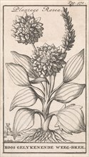 Plantain, Caspar Luyken, Jan Claesz ten Hoorn, 1698