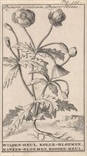 Poppy, Caspar Luyken, Jan Claesz ten Hoorn, 1698