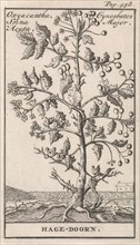 Haw, Caspar Luyken, Jan Claesz ten Hoorn, 1698