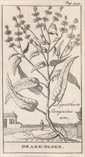 Plant, Caspar Luyken, Jan Claesz ten Hoorn, 1698