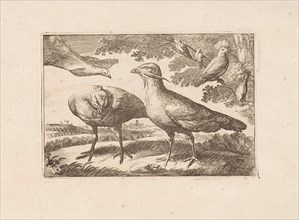 Geese and a cockatoo, Francis Barlow, Pieter Schenk (I), 1675 - 1711