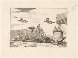 Pigeons, Francis Barlow, Pieter Schenk (I), 1675 - 1711